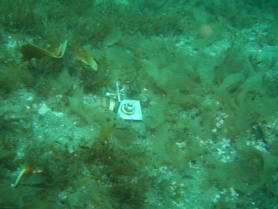 20090802茶津 004.jpg