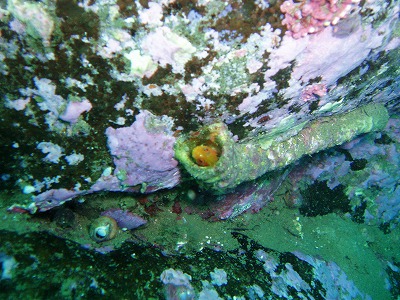 20101023積丹 012.jpg