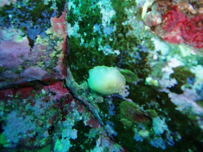 20101023積丹 018.jpg