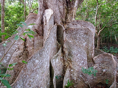 ノースLC石垣島200911 048.jpg