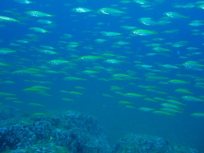 ビヤノ岬海底遺跡20090921 032.jpg