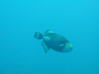 石垣島200806 032.jpg