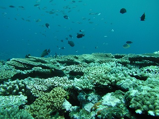 石垣島200806 033.jpg