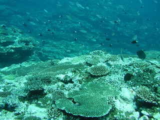 石垣島200806 034.jpg