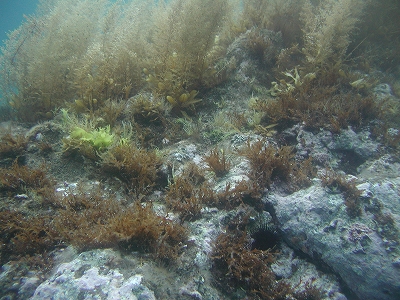 積丹20090726 024.jpg