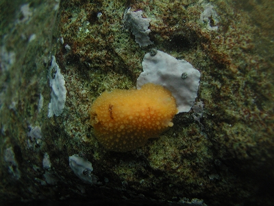 積丹20090726 036.jpg