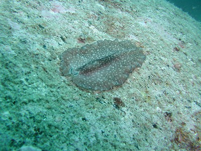 積丹20100828 086.jpg