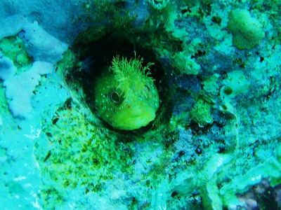 積丹20100828 084.jpg