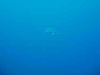 P6294487.jpg