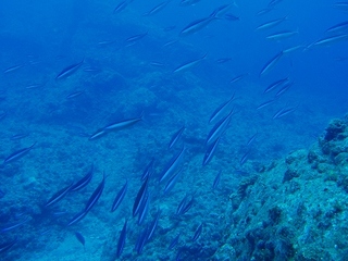 P6294493.jpg